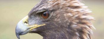 Golden eagle