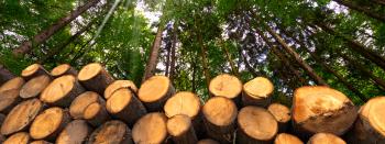 Forest biomass