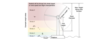 Seabird flight height as a function of wind speed and relative risk of collision with offshore wind turbine