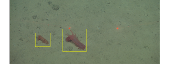 Machine learning was trained to identify species in underwater video