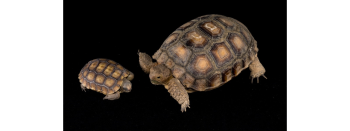 Size comparison of 1-day old tortoise (left) with 1-year old, indoor reared tortoise (right)right)