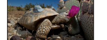 Mojave desert tortoise with tracking device