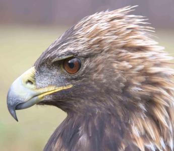 Golden eagle
