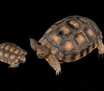 Size comparison of one-day old tortoise (left) with one-year old, indoor reared tortoise (right)