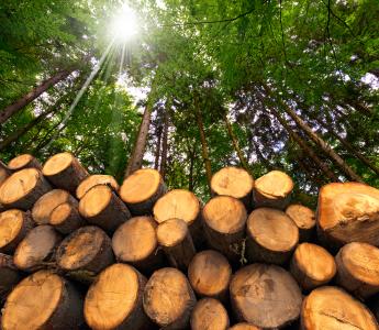 Forest biomass
