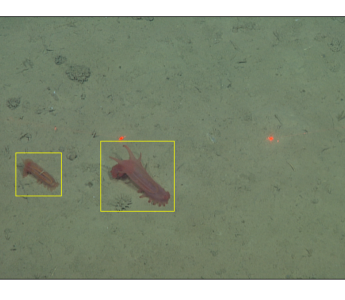 Machine learning was trained to identify species in underwater video