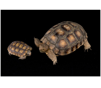 Size comparison of 1-day old tortoise (left) with 1-year old, indoor reared tortoise (right)right)