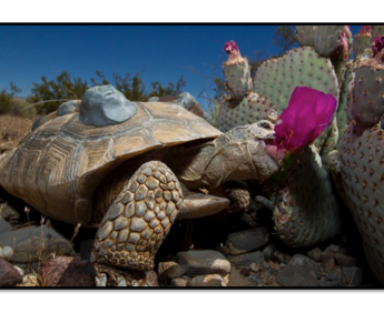 Mojave desert tortoise with tracking device