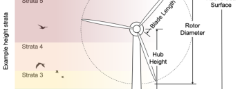 Seabird flight height as a function of wind speed and relative risk of collision with offshore wind turbines
