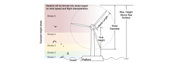 Seabird flight height as a function of wind speed and relative risk of collision with offshore wind turbine