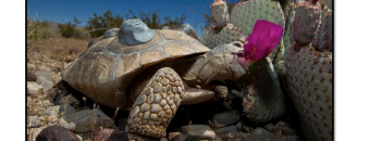 Mojave desert tortoise with tracking device